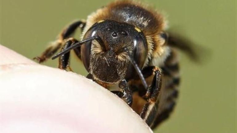Quatre nouvelles espèces d'abeille observées en Belgique