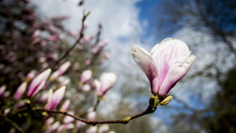 Réforme du droit des biens: vous pourrez enfin couper les branches des arbres de votre voisin