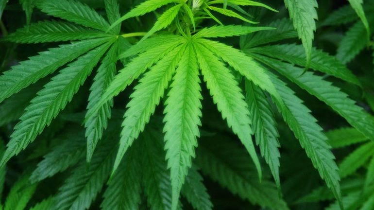 Des peines légères pour les membres du cannabis social club de Namur