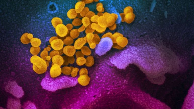 Coronavirus : la piste des anticorps de synthèse prend forme