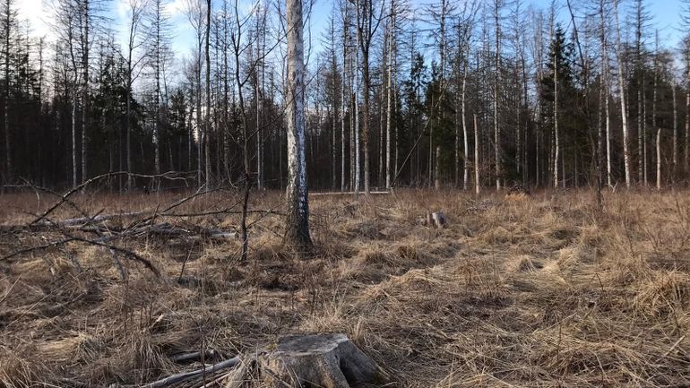 L'une des dernières forêts primaires d'Europe menacée : le gouvernement polonais autorise à nouveau l'abattage