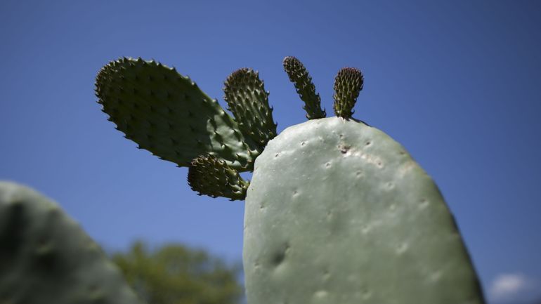 Un tiers des cactus en voie d'extinction