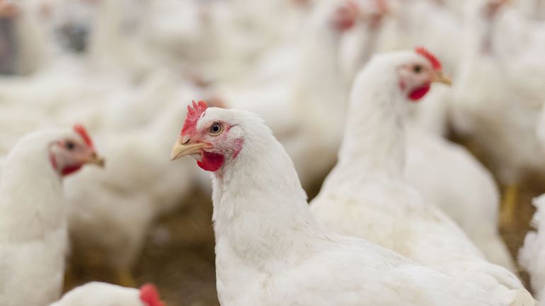 14.000 poules blanches à adopter : 