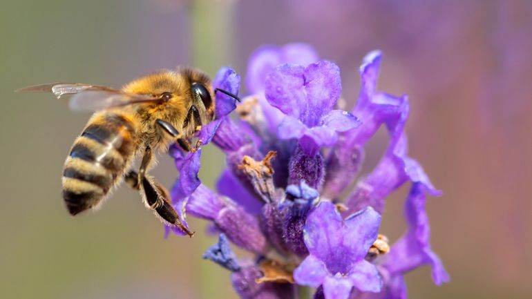 Fin du projet SAPOLL, un plan d'action pour la conservation des pollinisateurs, place à la pratique