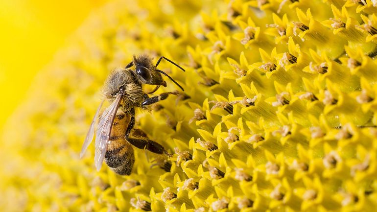Rebooster les abeilles en leur donnant du sucre à la fin de l'hiver, une bonne idée ?