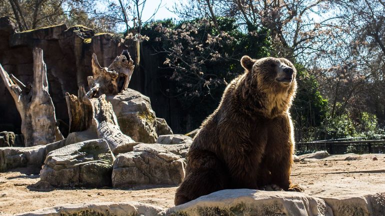 Les parcs animaliers pris d'assaut (vidéo)