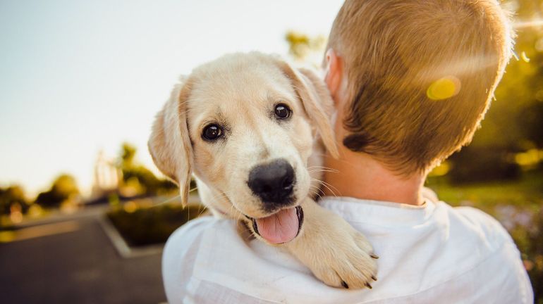 Quand les chiens nous aident sur le plan émotionnel