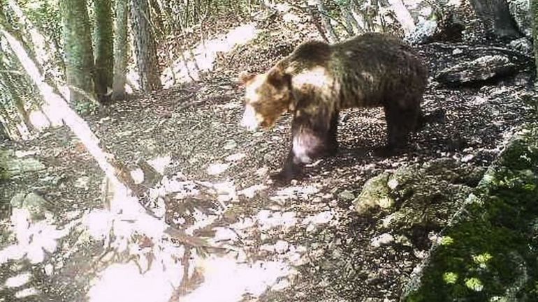 Italie: un ours sauvage capturé après avoir attaqué et blessé un policier