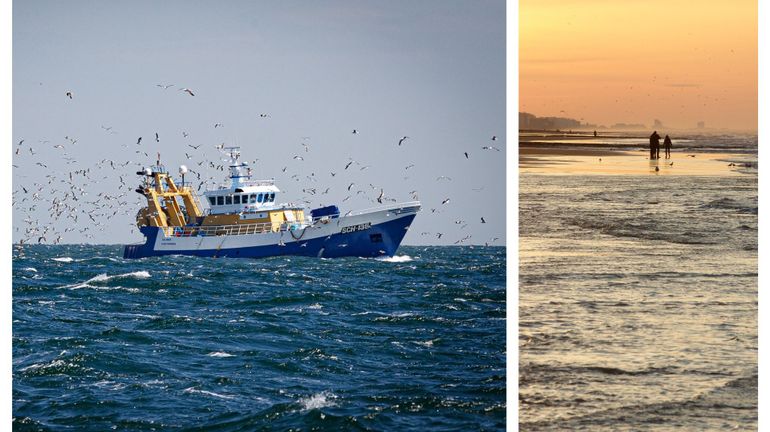 Biodiversité en mer du Nord : on recense 15% d'espèces exotiques en plus qu'en 2012
