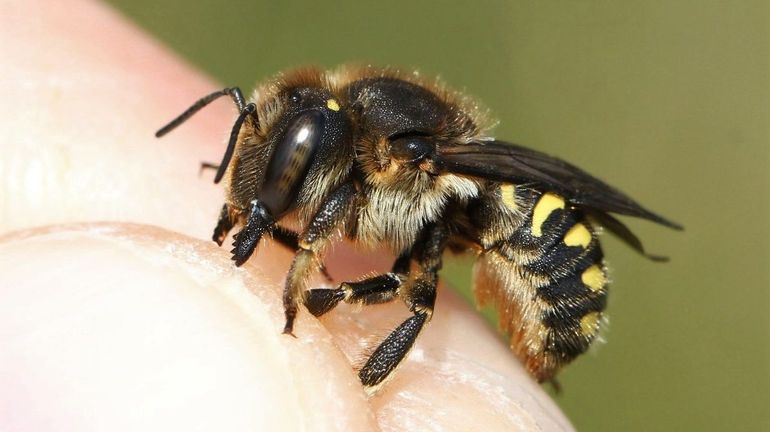 Biodiversité : les polders et dunes du Zwin abritent plus de 90 espèces d'abeilles sauvages