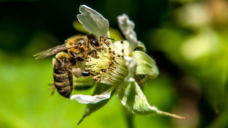 Comment les abeilles captent le nectar : une étude belge s'intéresse à leur drôle de langue