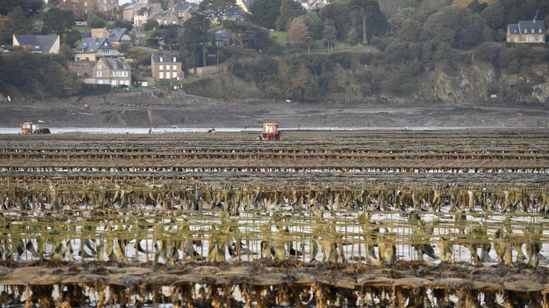 France: des huîtres impropres à la consommation, à cause de la gastro-entérite