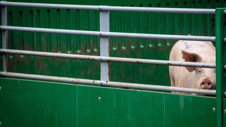 Coronavirus en Belgique : le ministère de l'Agriculture déclare en crise les secteurs du lait, du porc et de la volaille