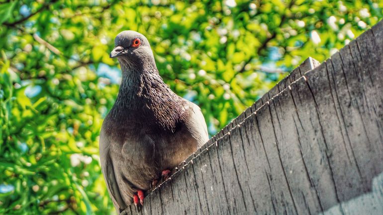 Leuven : la population de pigeons diminue de moitié grâce à une pilule contraceptive