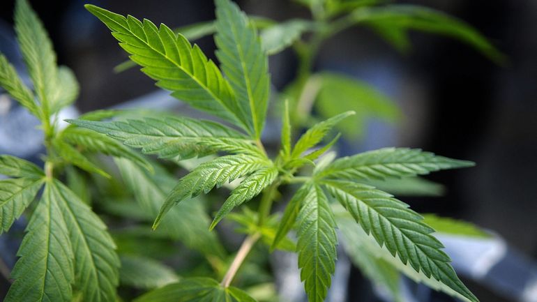 Les policiers de la zone Montgomery ont démantelé 4 plantations de cannabis à Bruxelles