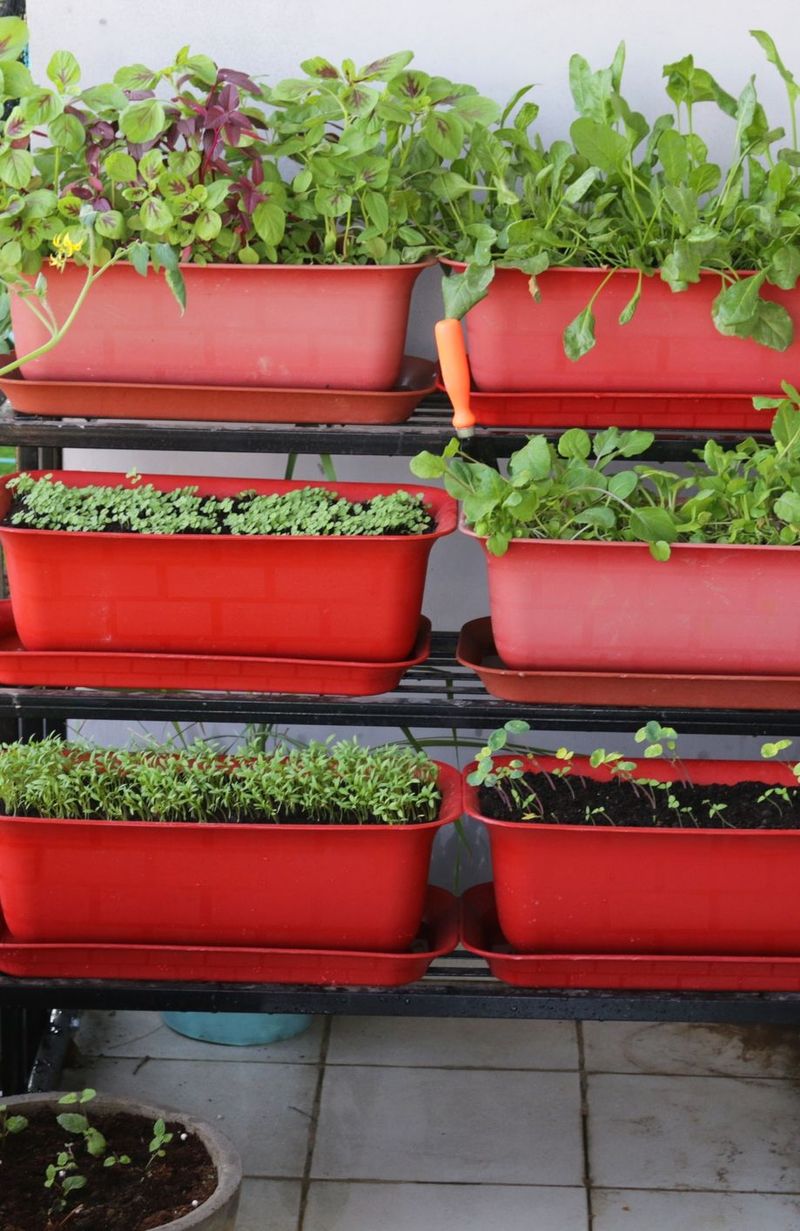 Un potager sur la terrasse ou le balcon les infos pour bien débuter