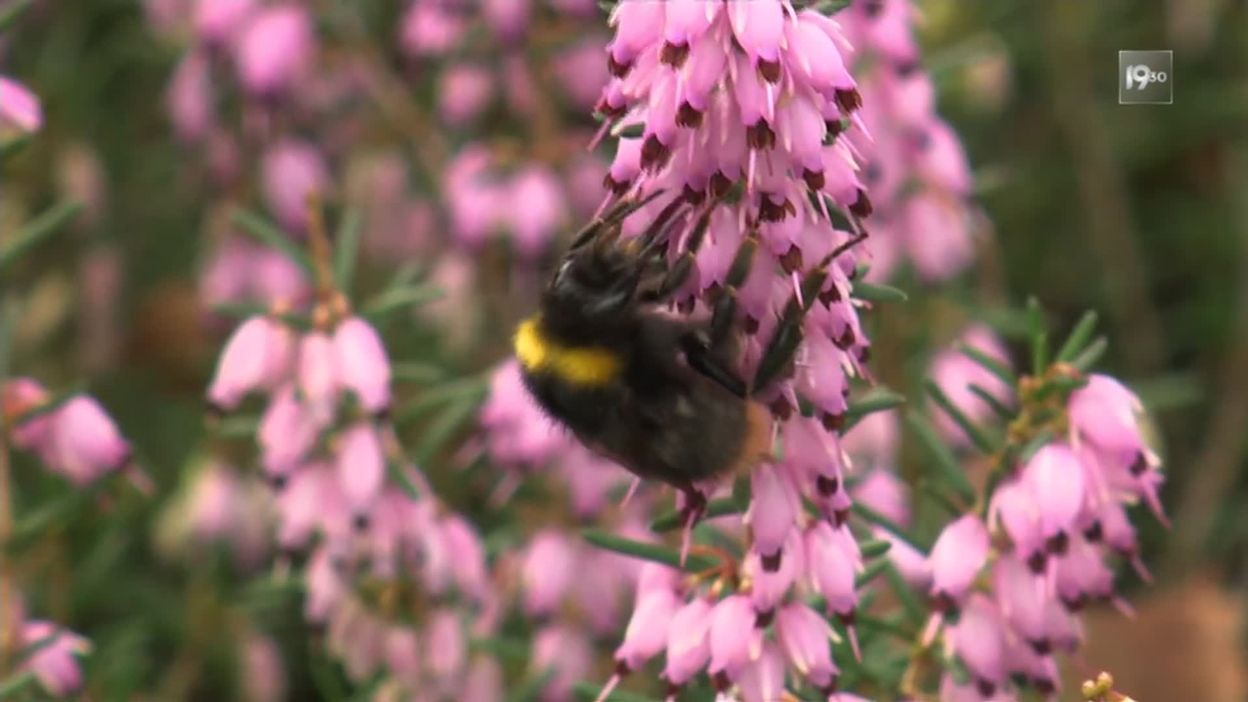 Températures clémentes : un réveil précoce de la nature