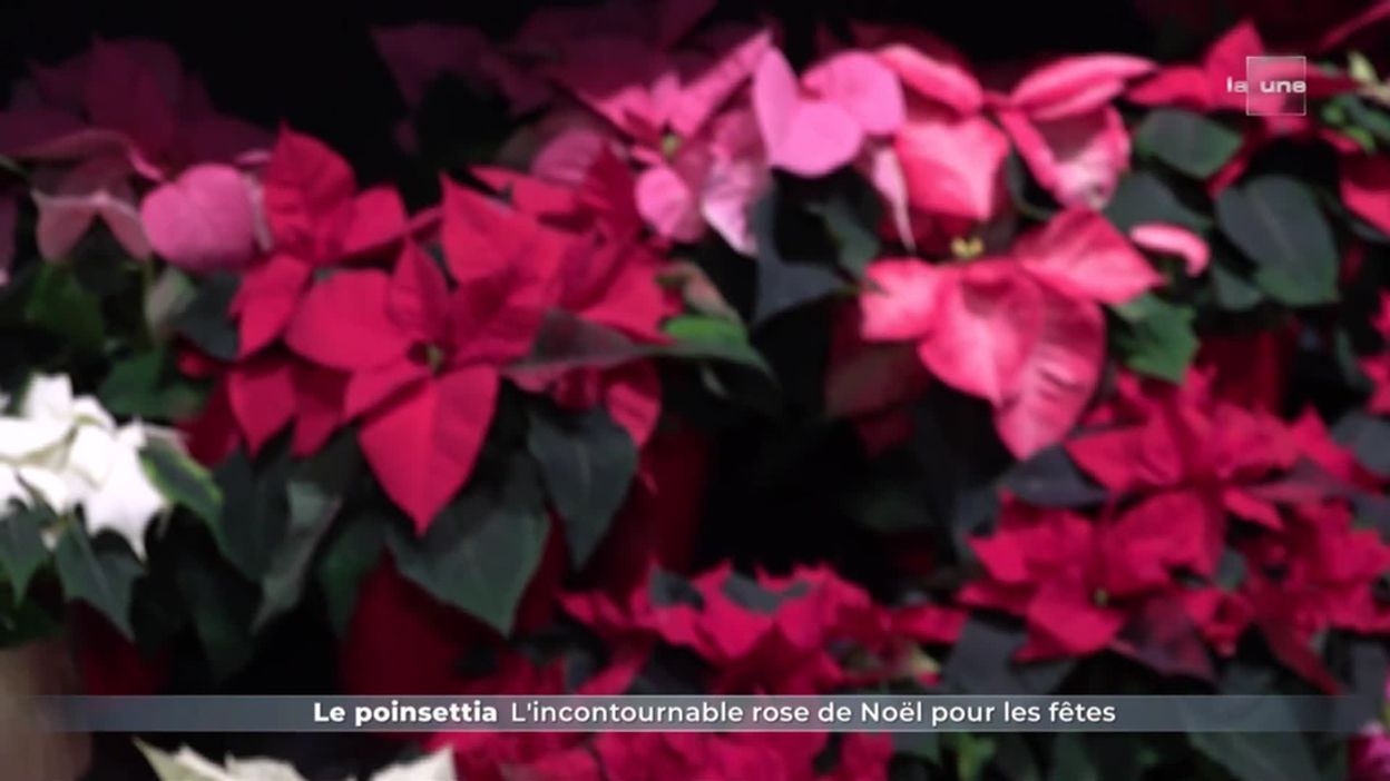 Le poinsettia : L incontournable rose de Noël pour les fêtes