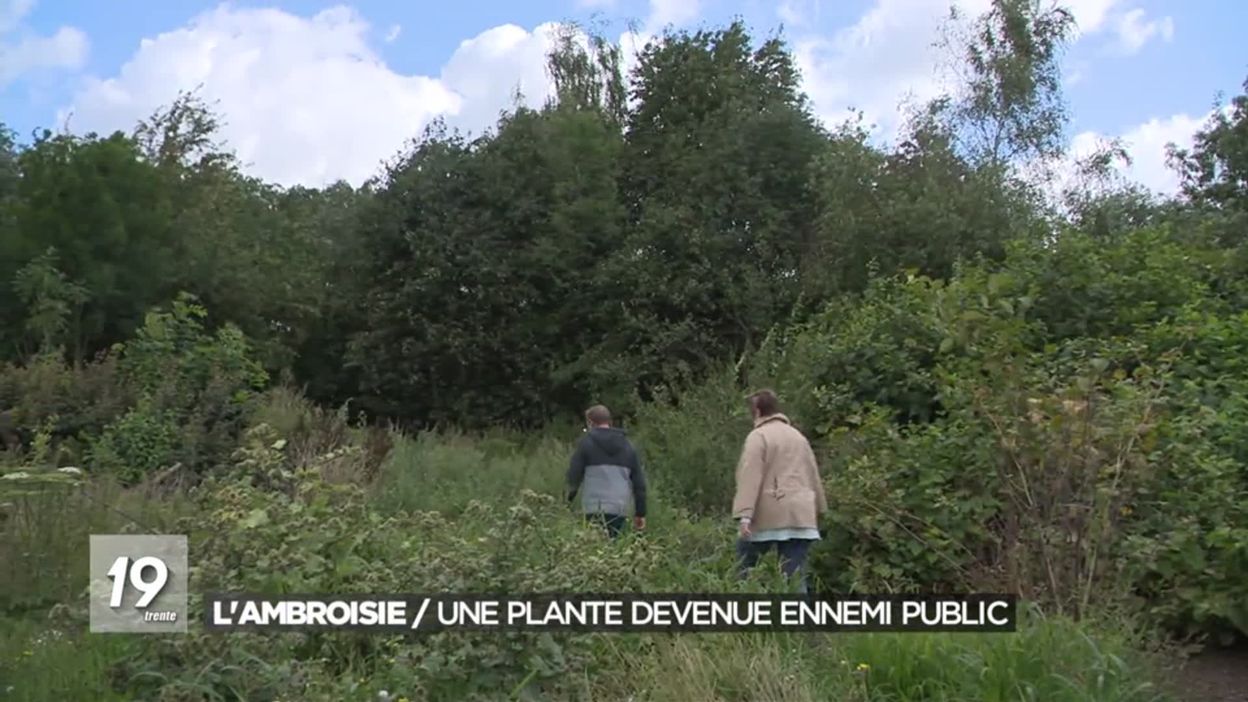 L ambroisie : une plante devenue ennemi public