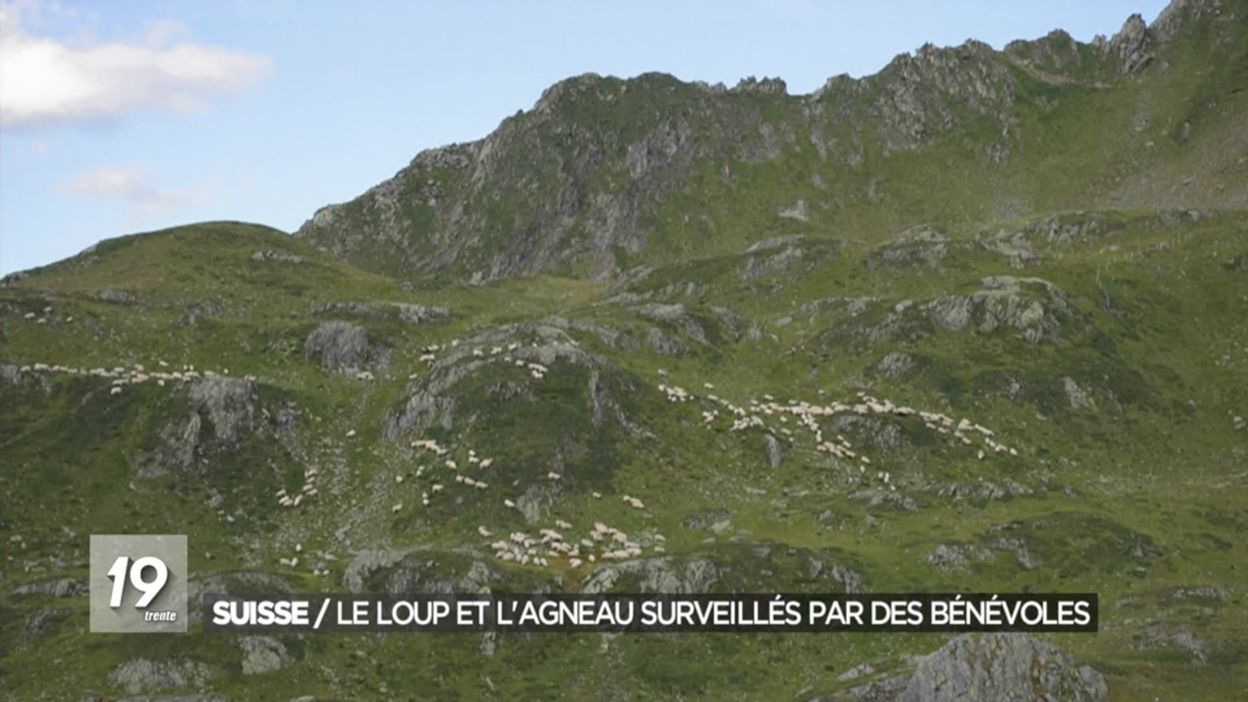 Suisse / Le loup et lagneau surveillés par des bénévoles