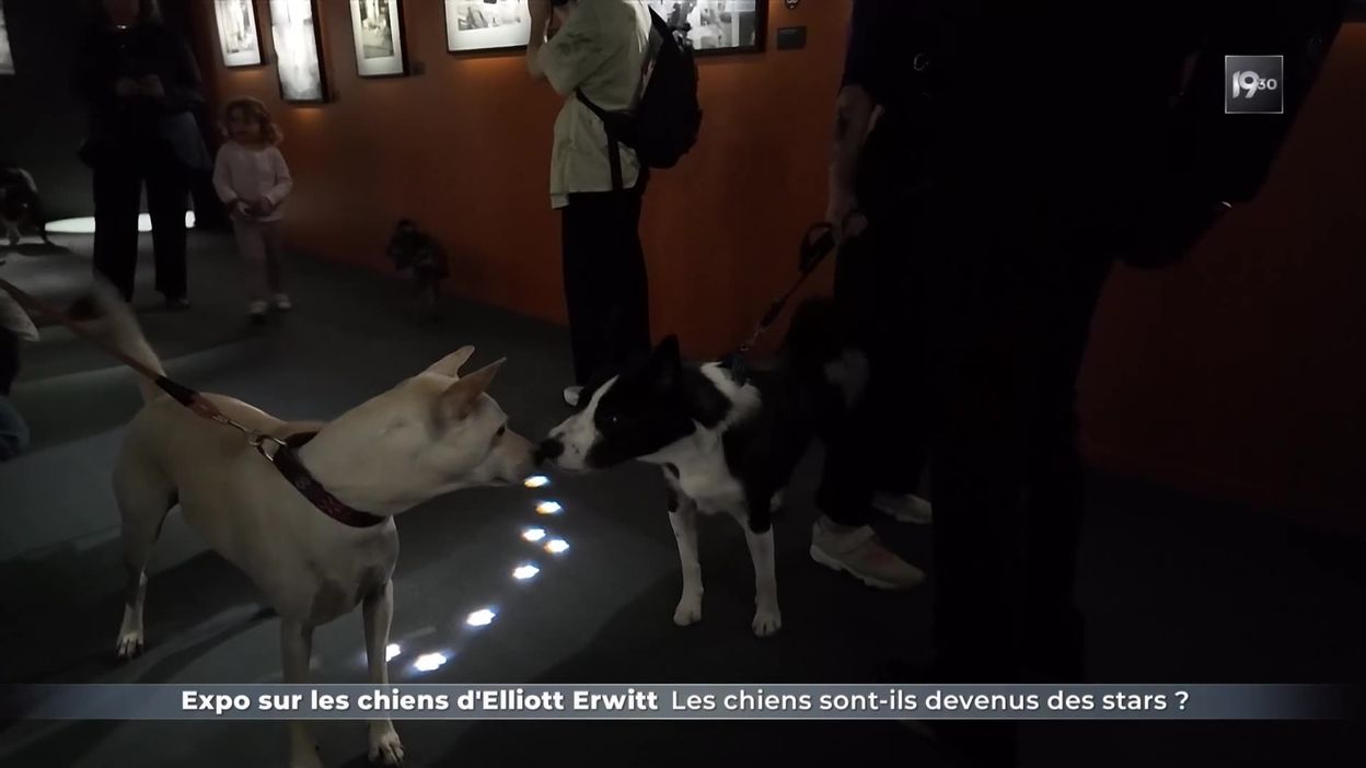 Expo sur les chiens d'Elliott Erwitt : les chiens sont-ils devenus des stars ?