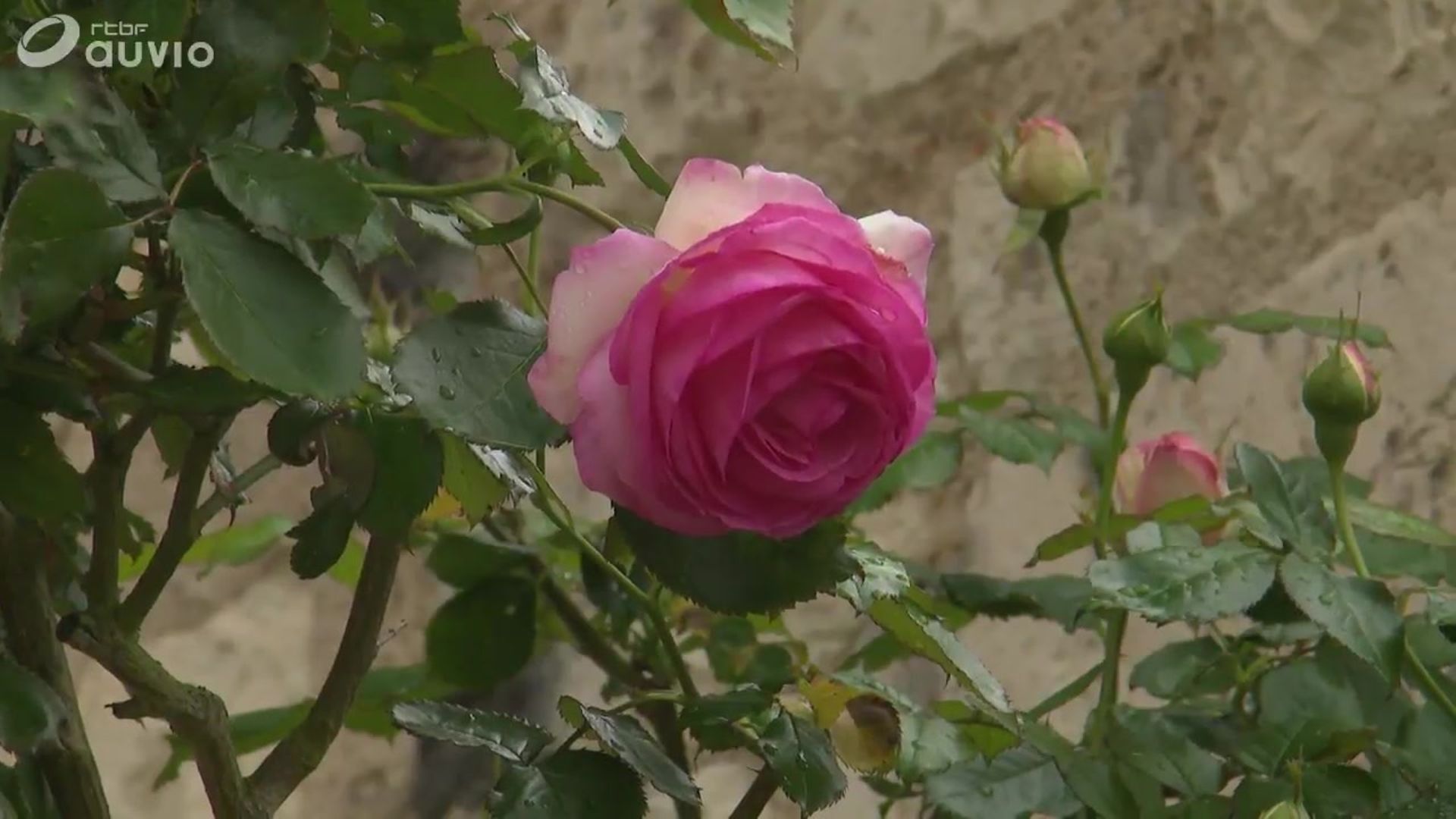 Https Www Rtbf Be Auvio Detail Tip Top Alice On The Roof Id 2426148 Http Ds Static Rtbf Be Image Media Object Default 16x9 1920x1080 F A 7 Fa70c9e7da0ff688e3f76a70c390d03b Jpg Tip Top Alice On The Roof Http Rtbf Vod L3 Freecaster Net Vod Rtbf Geo Open