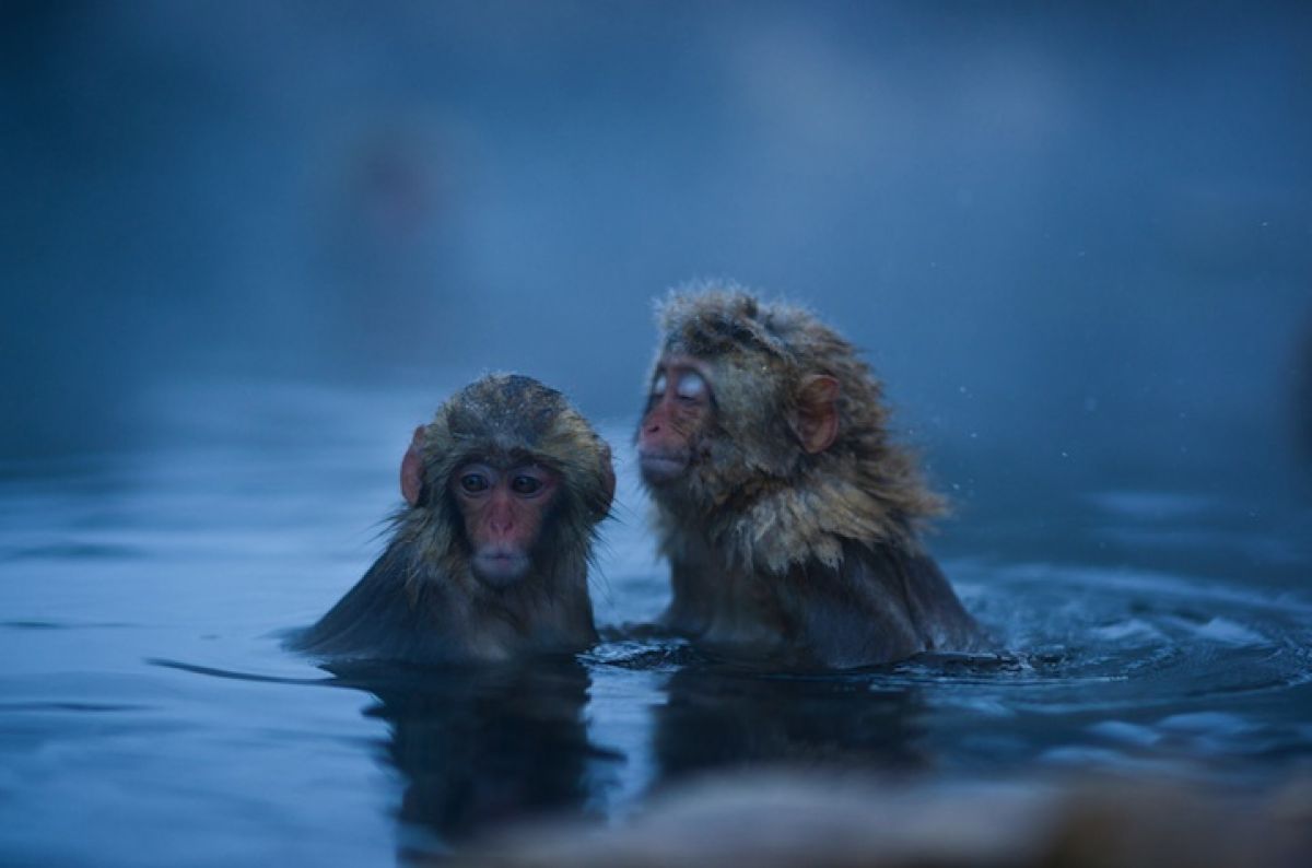 L'instant cute : les singes de Jigokudani