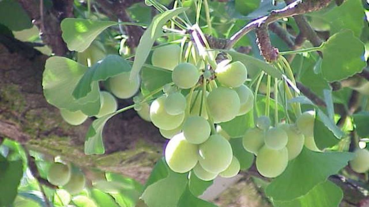 fruit ginkgo biloba