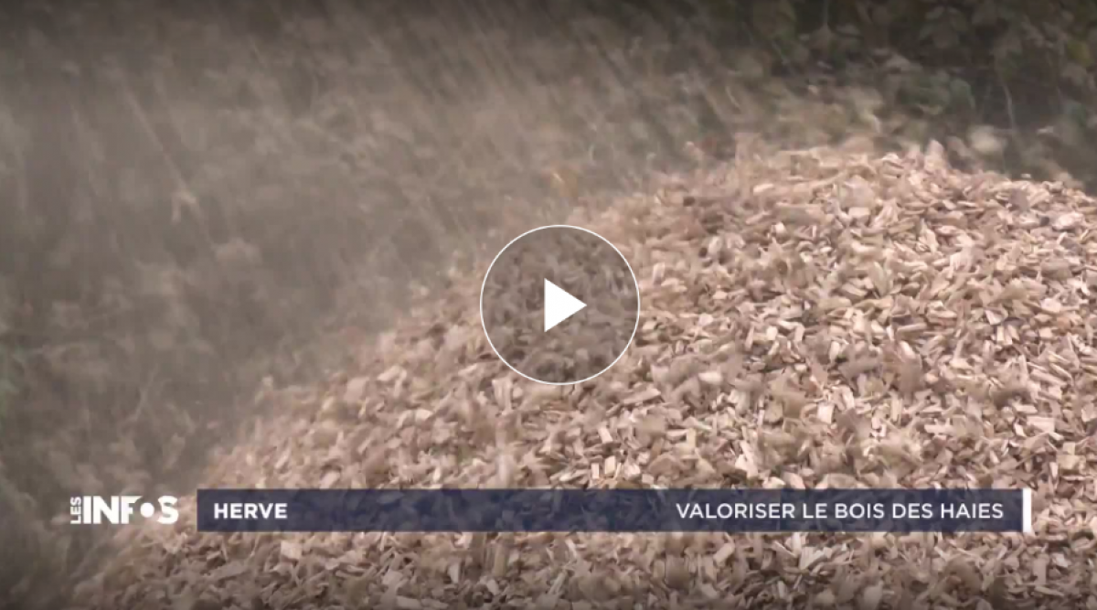 Se chauffer avec son bois de haies à Xhendelesse