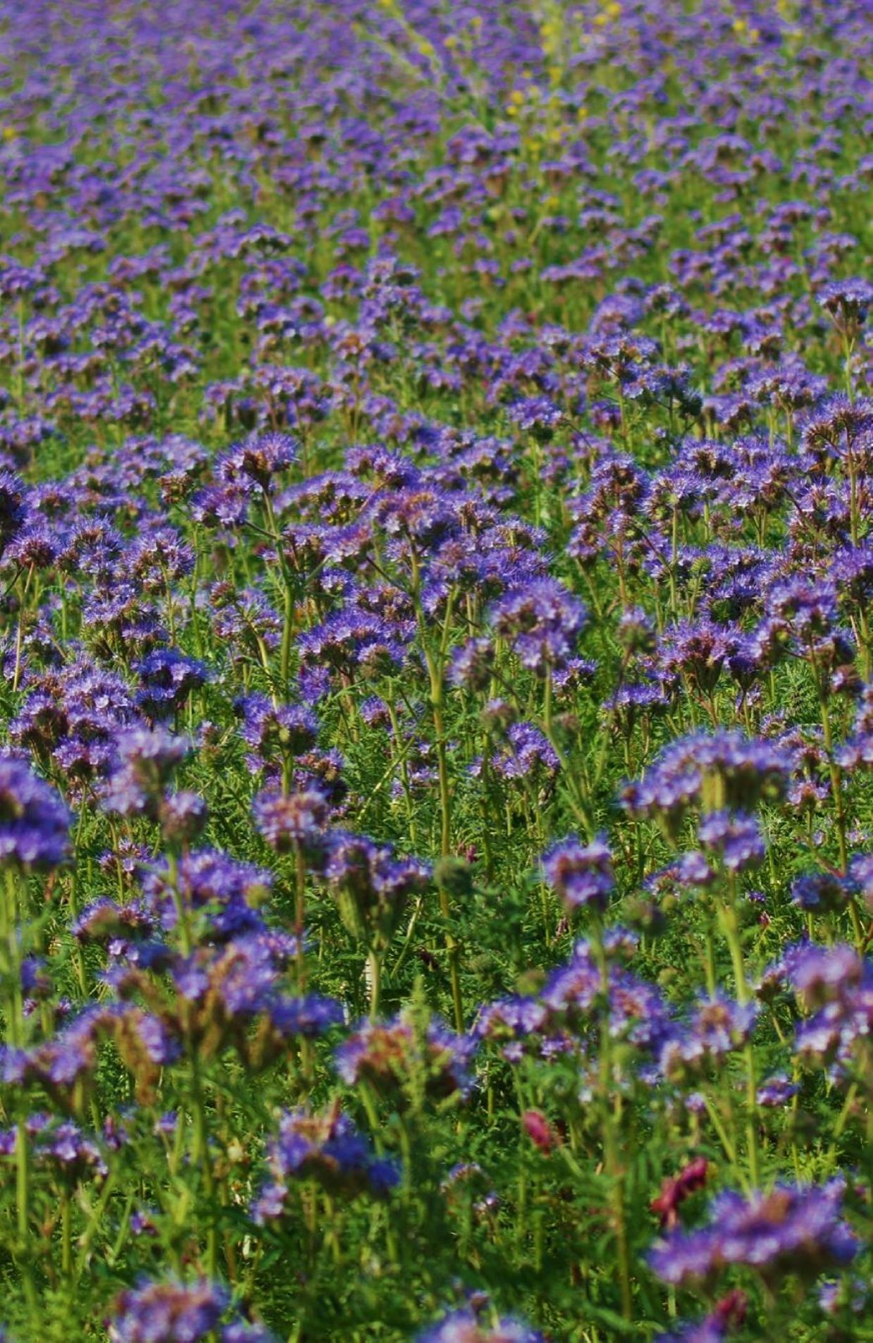 Le Tapis - mauve violet - Champ de Fleurs