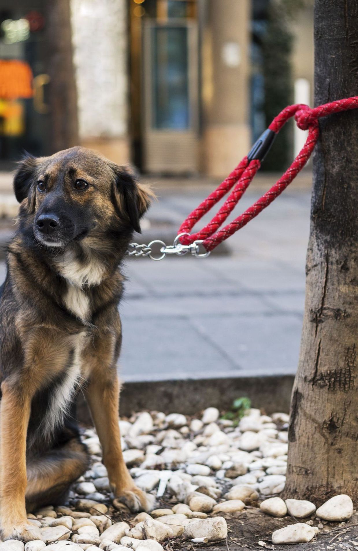 Interdit aux chiens de faire leurs besoins à cet endroit