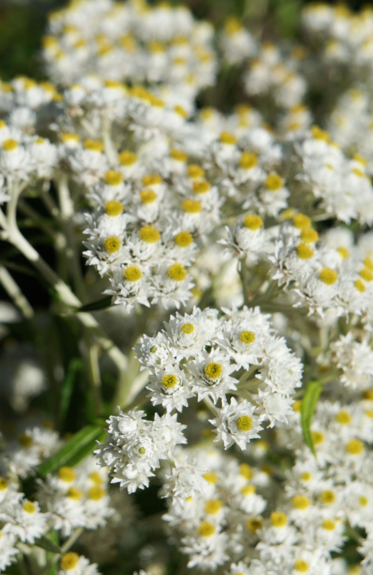 Les fleurs de l’Anaphalis margaritacea, l'immortelle d'argent, se succèdent de juin à septembre