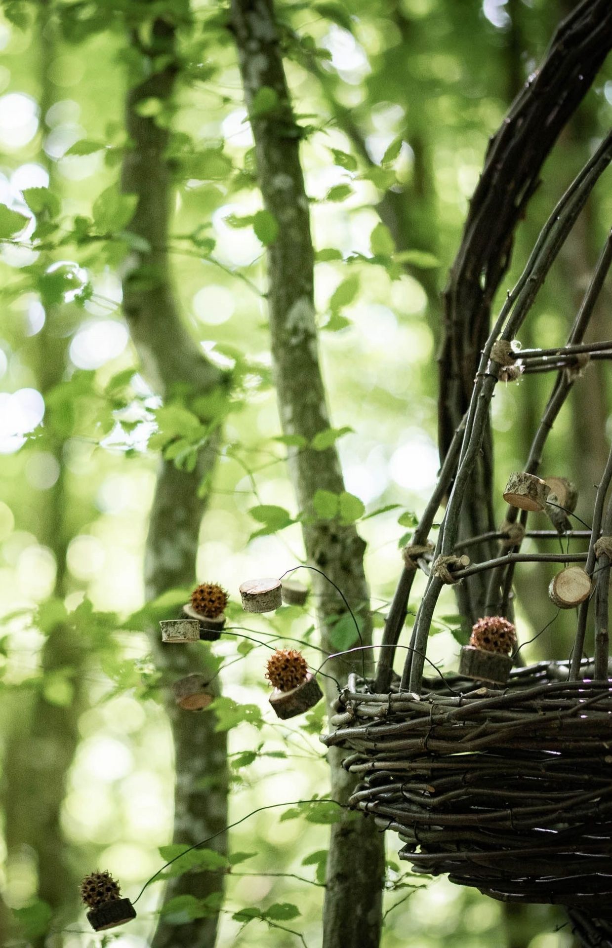 La forêt secrète