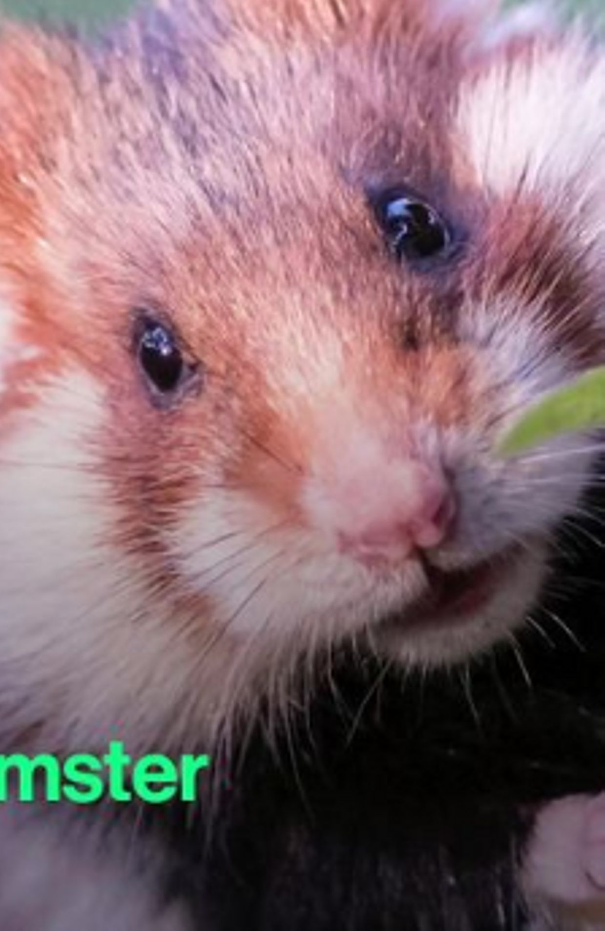 le hamster le plus gros du monde