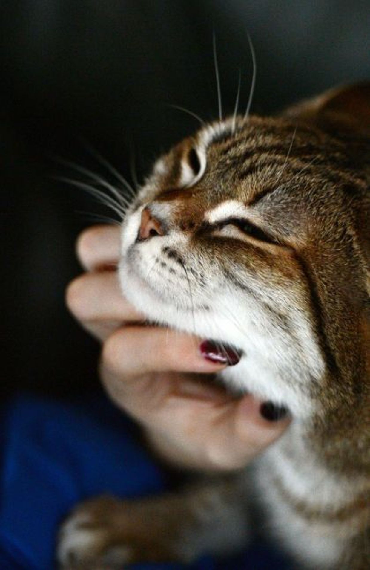 Un Chat Teste Positif Au Coronavirus Pour La Premiere Fois En France