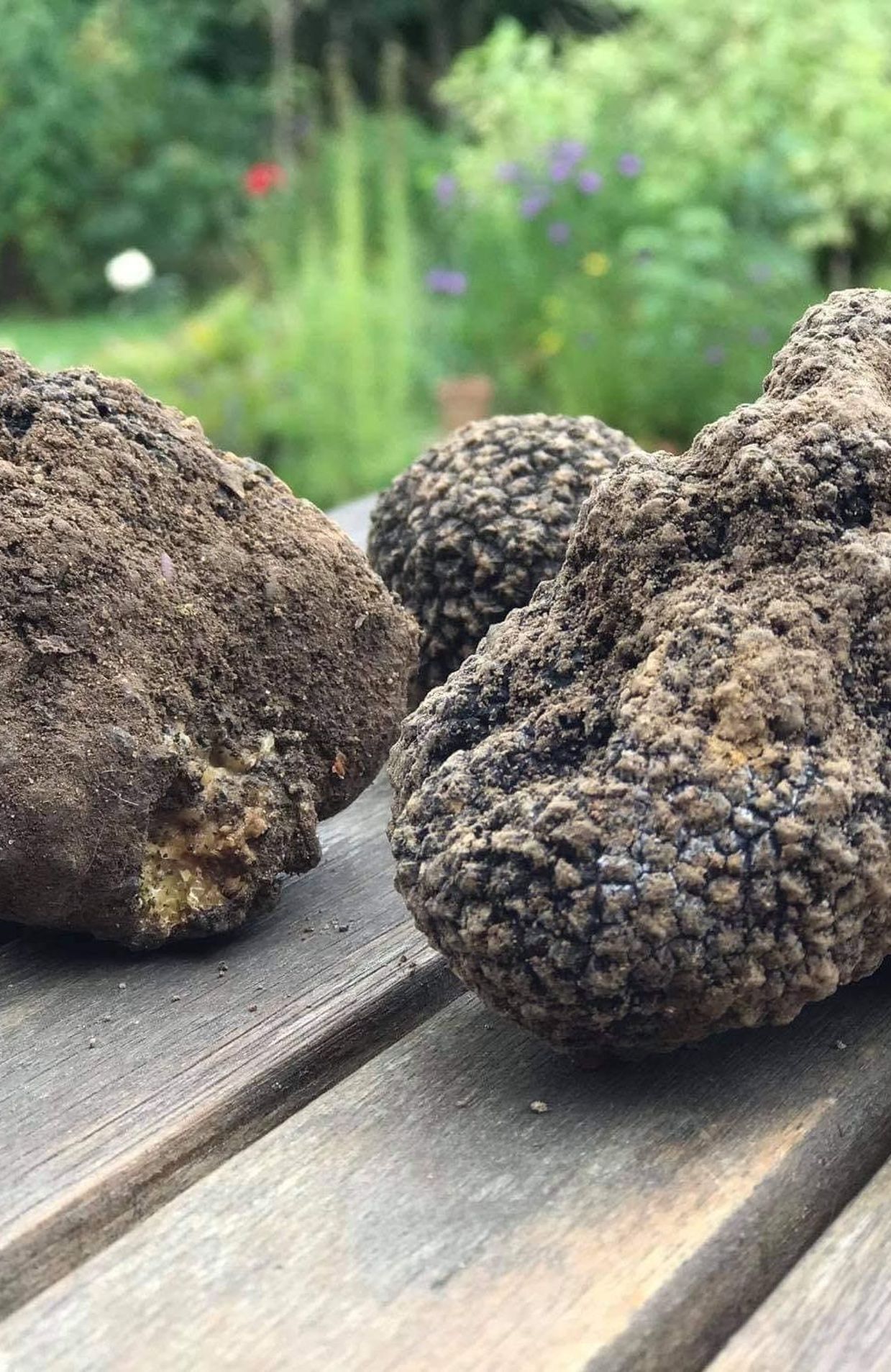 Des truffes belges dans votre jardin ? Oui c'est possible 