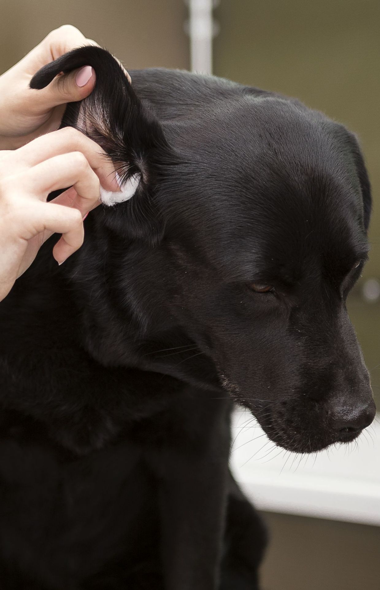Professional Dog Groomer with black Labrador retriever dog
