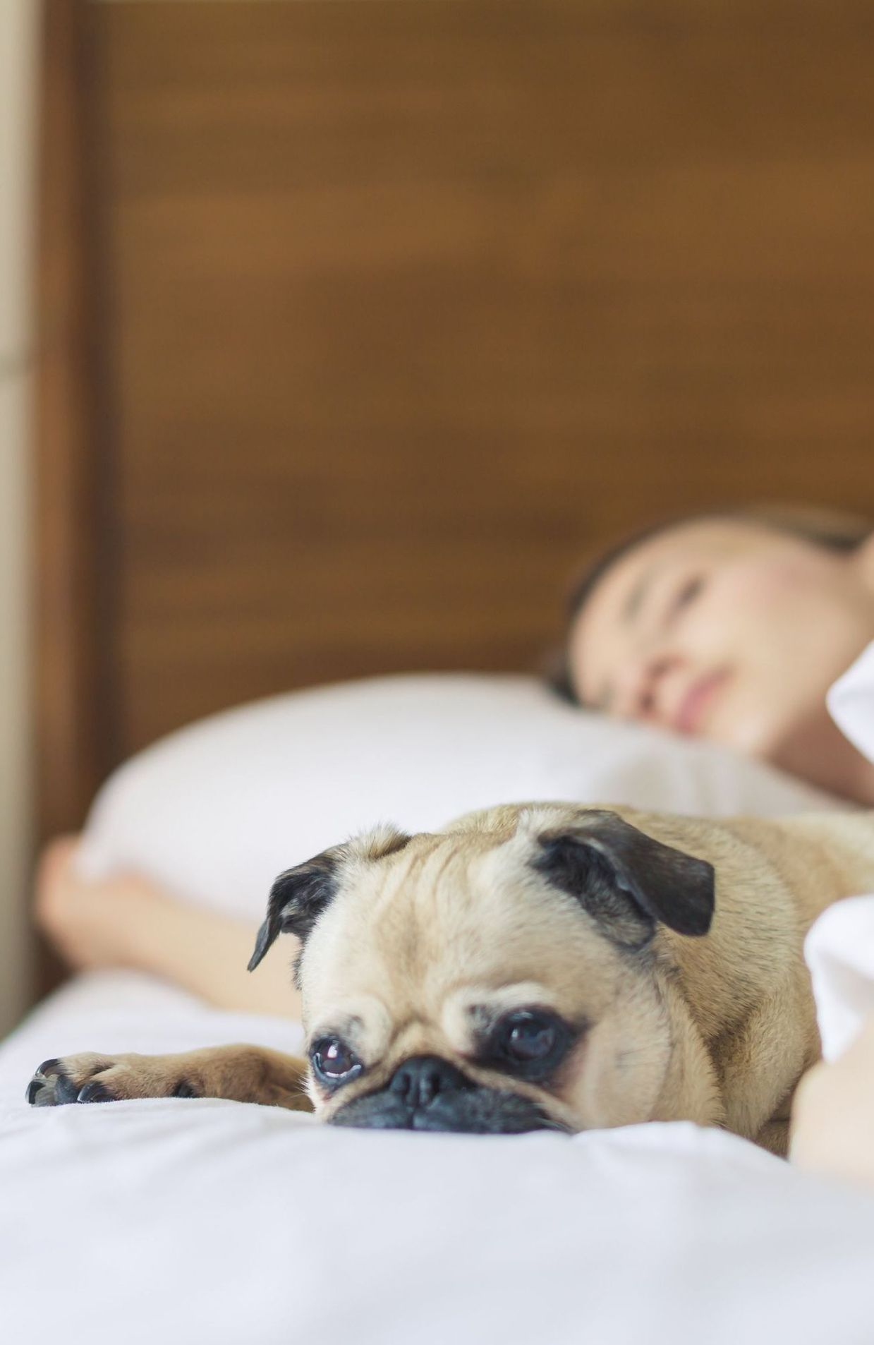 Les femmes qui dorment avec un chien auraient un meilleur sommeil que  celles qui dorment avec un homme - RTBF Actus