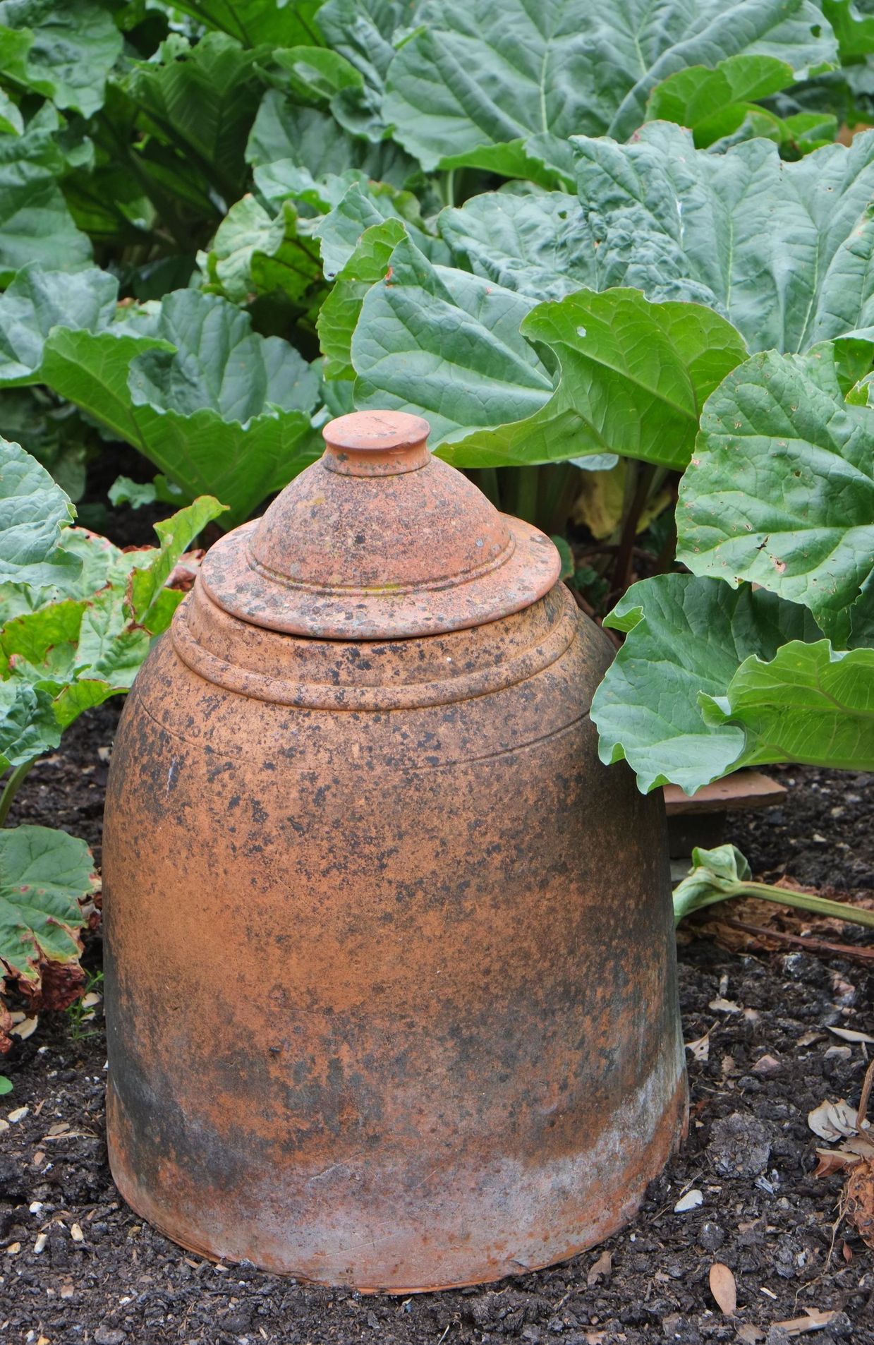 Pot en terre cuite pour forcer la rhubarbe