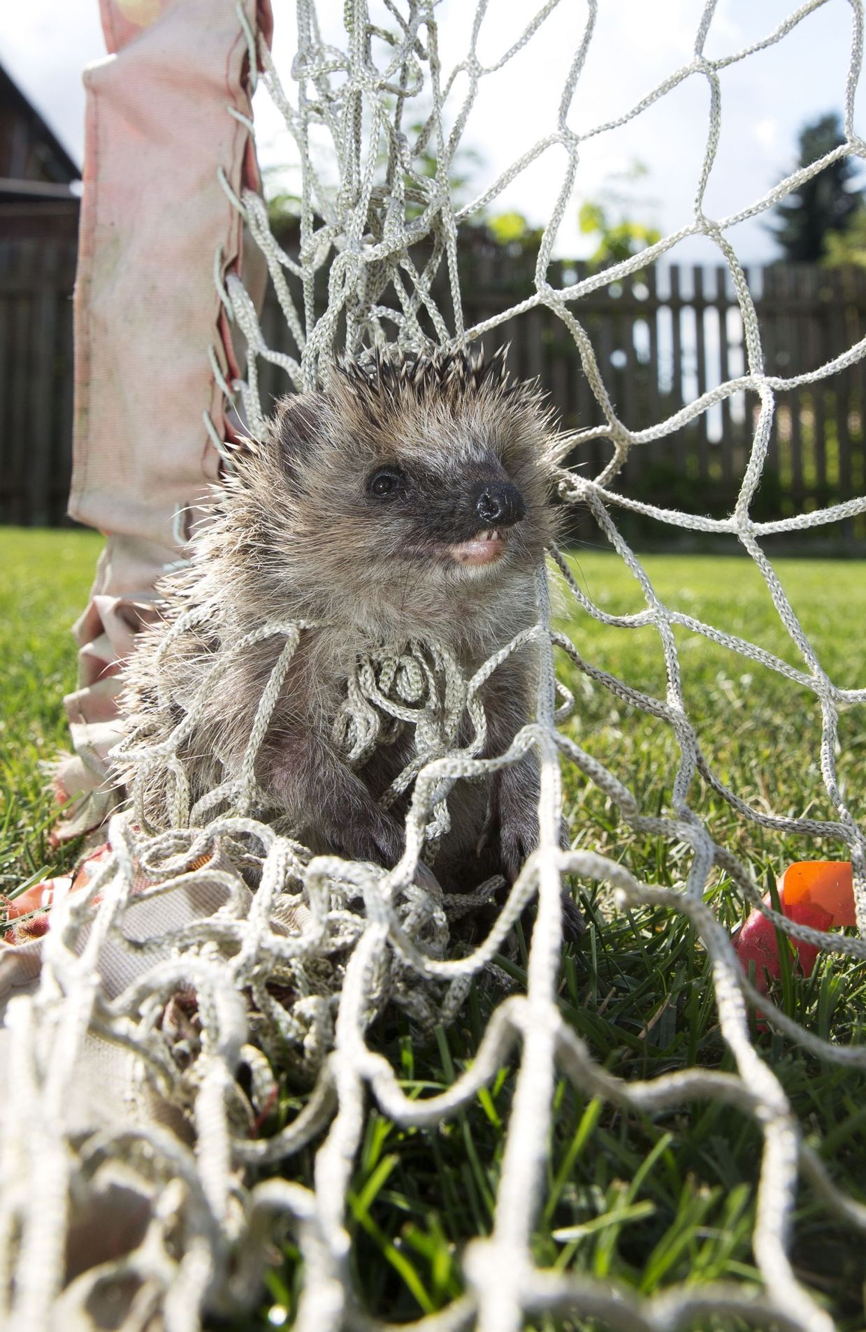 Hérisson prisonnier d'un filet de sport au jardin.