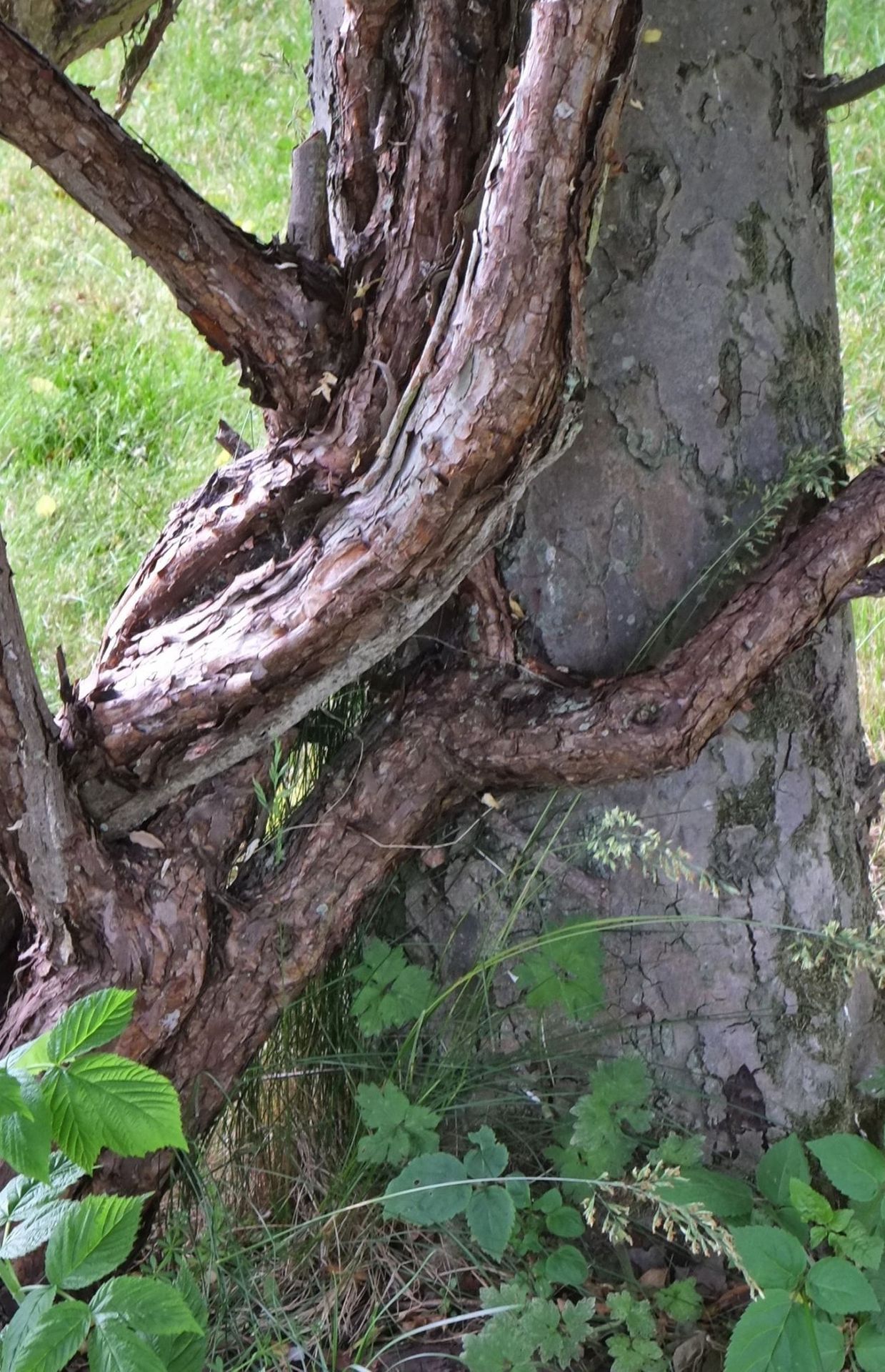 Après de longues années, les troncs d’un rosier liane peuvent atteindre des diamètres impressionnants, signes de la puissance de la plante.