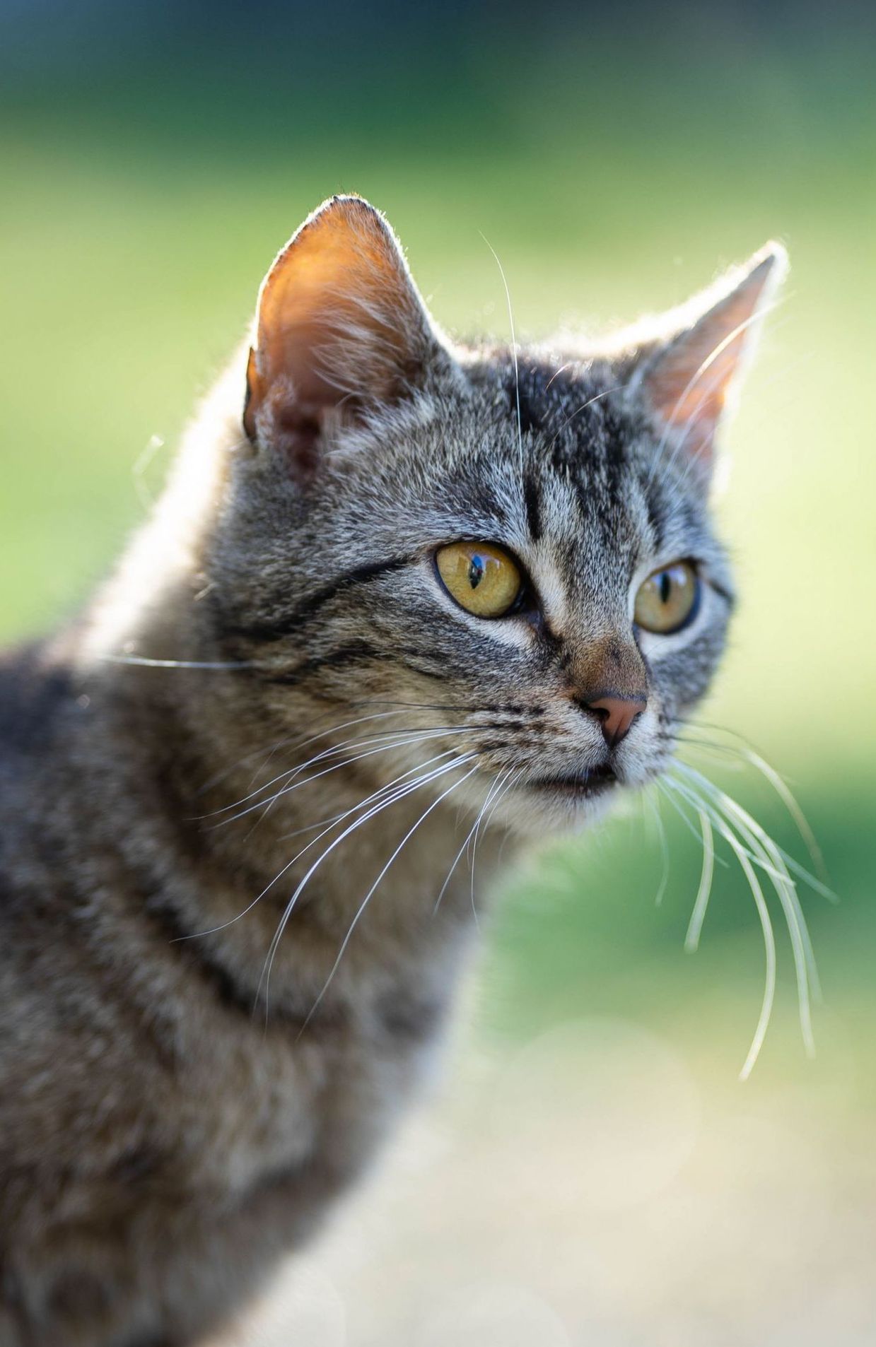 Mon Chat Ne Rentre Pas Que Faut Il Faire En Cas De Disparition Rtbf Be