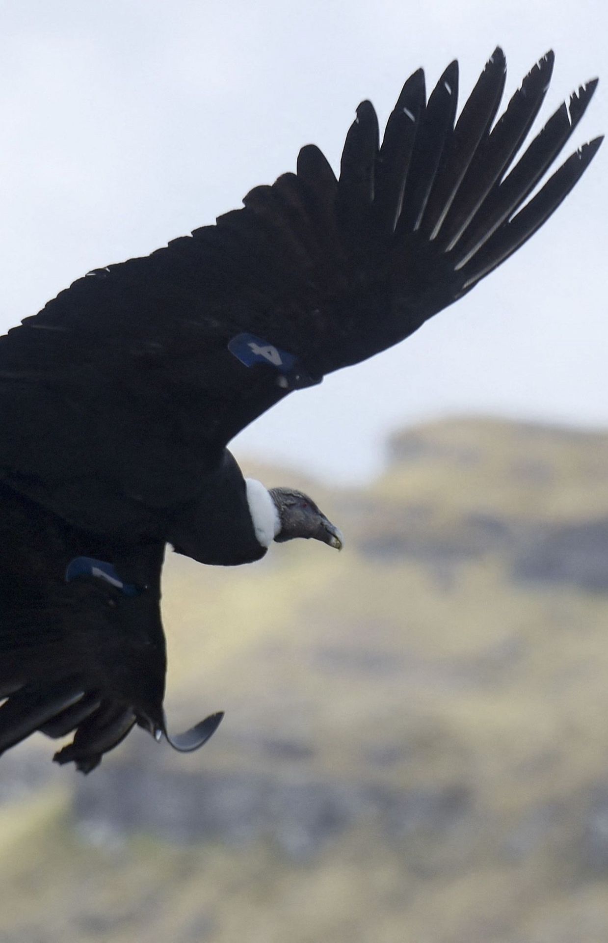 L'un des condors empoisonnés prend son envol à Cerrito, Colombie, après avoir été soigné