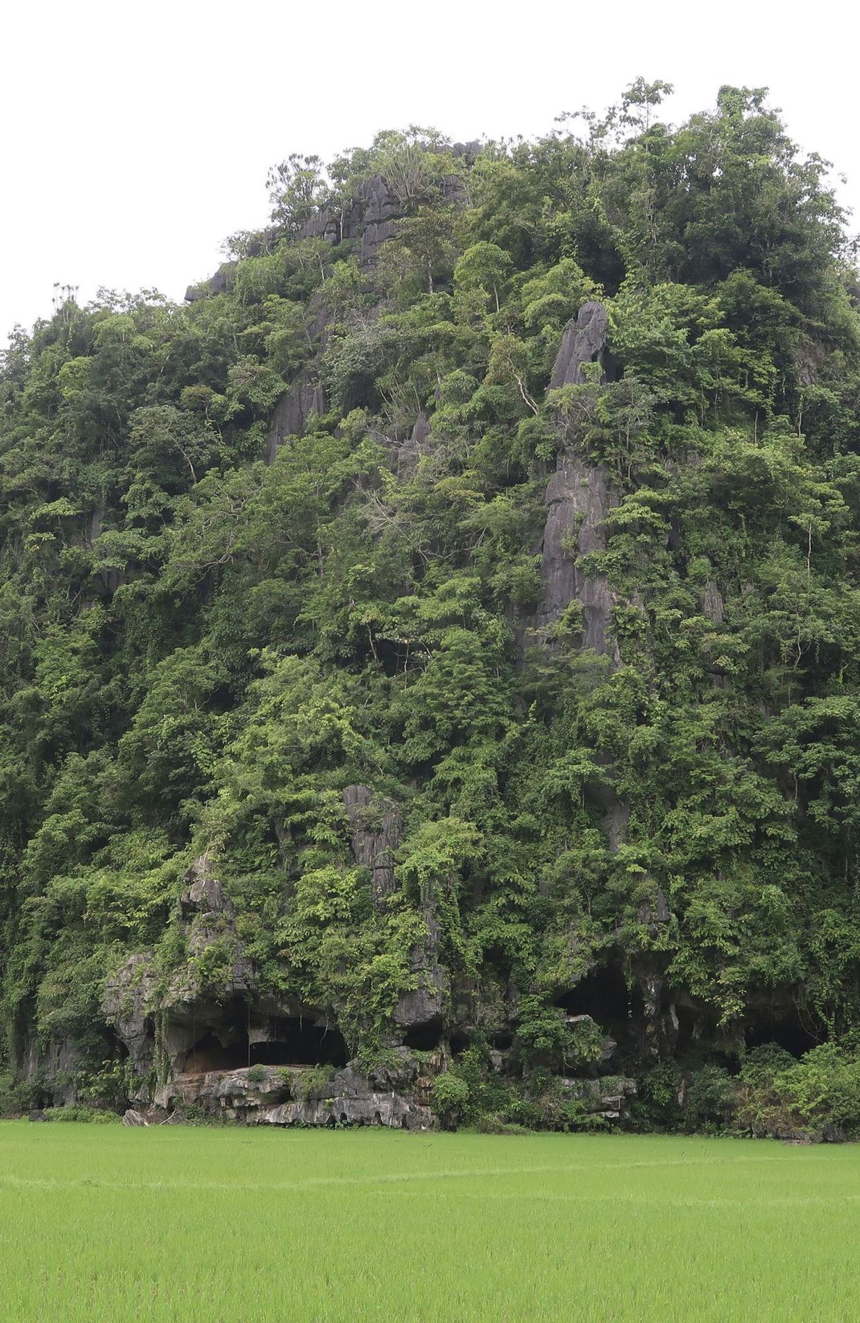 La grotte Leang Tedongnge