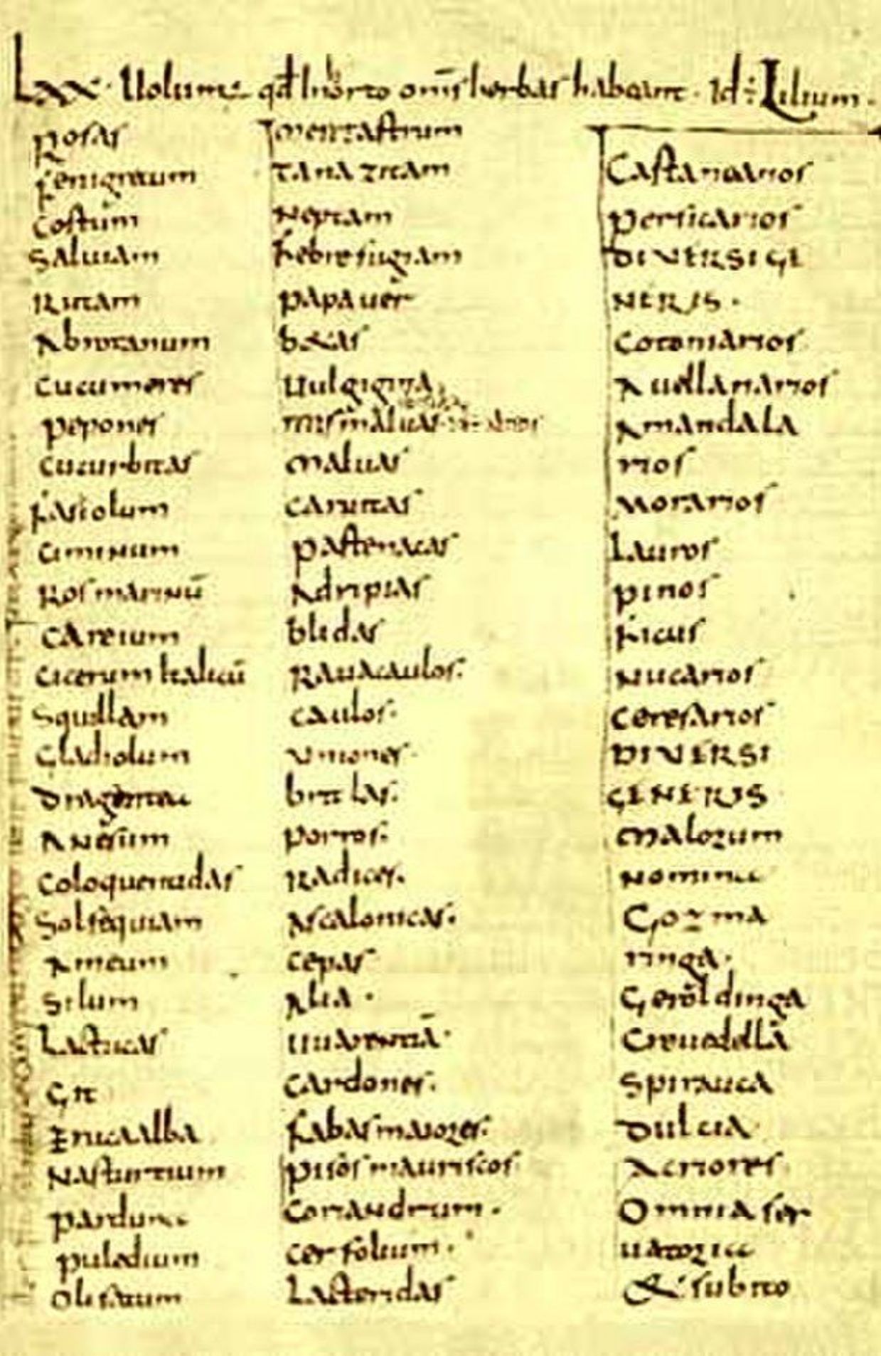 Vers l'an 800, Charlemagne a fait établir une liste de toutes les plantes alimentaires et médicinales devant obligatoirement être cultivées dans ses domaines royaux. Cette liste est appelée le capitulaire de Villis.