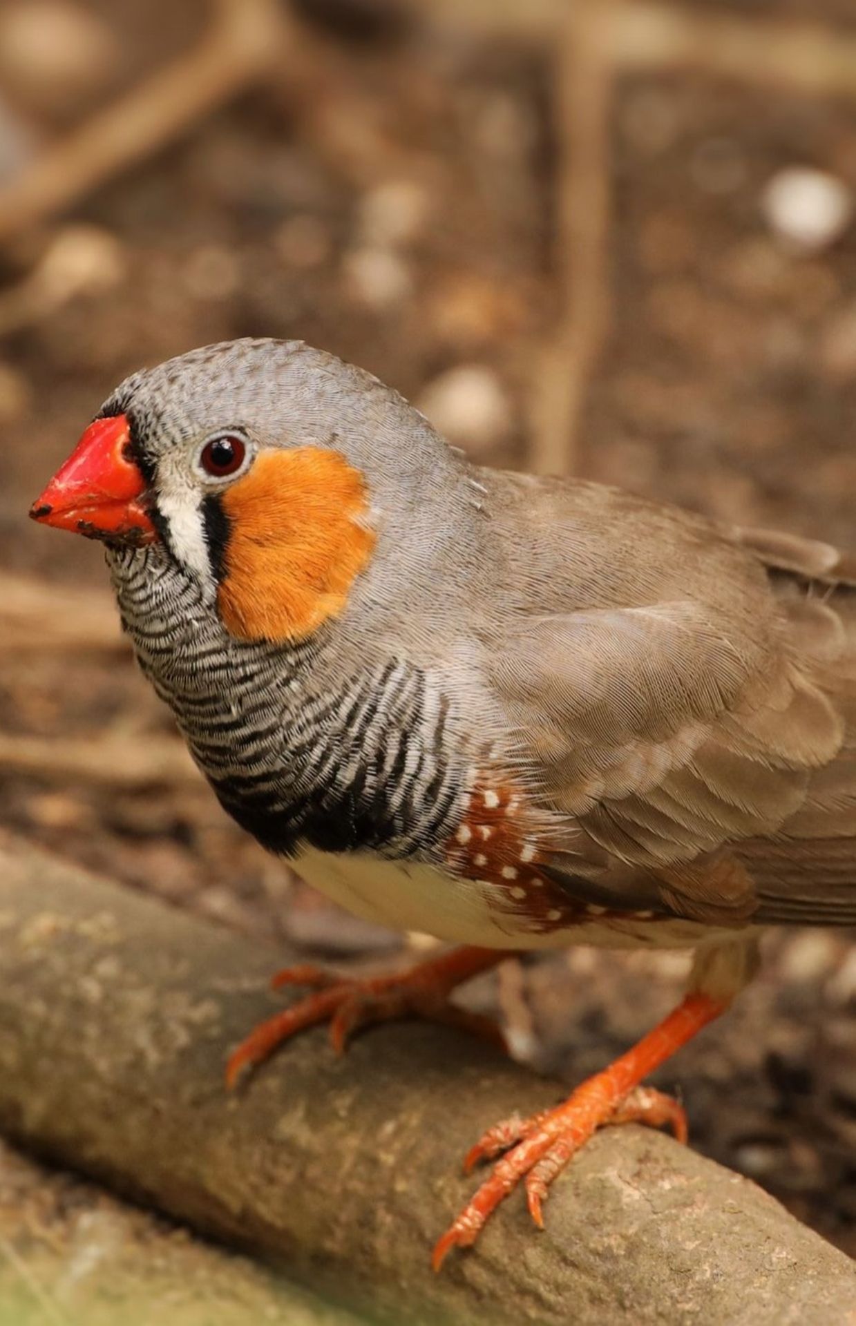 Carnet nature : tout savoir sur les plumes des oiseaux 