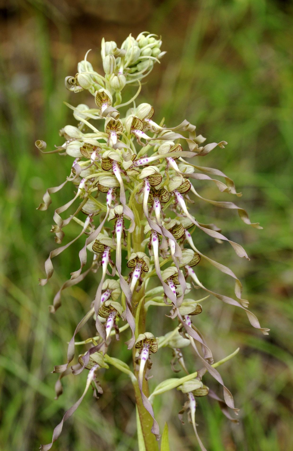 L’orchis du bouc, une orchidée avec pleins de petites fleurs sur le haut de la tige, elles sont mauves et blanches.