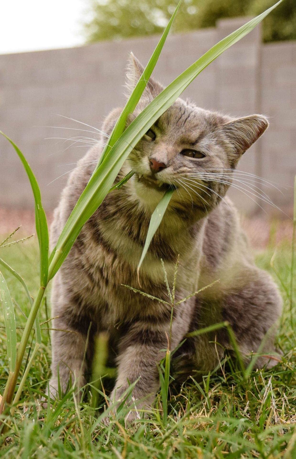Les chats ont besoin de nutriments, notamment les fibres que l'on retrouve dans l'herbe.