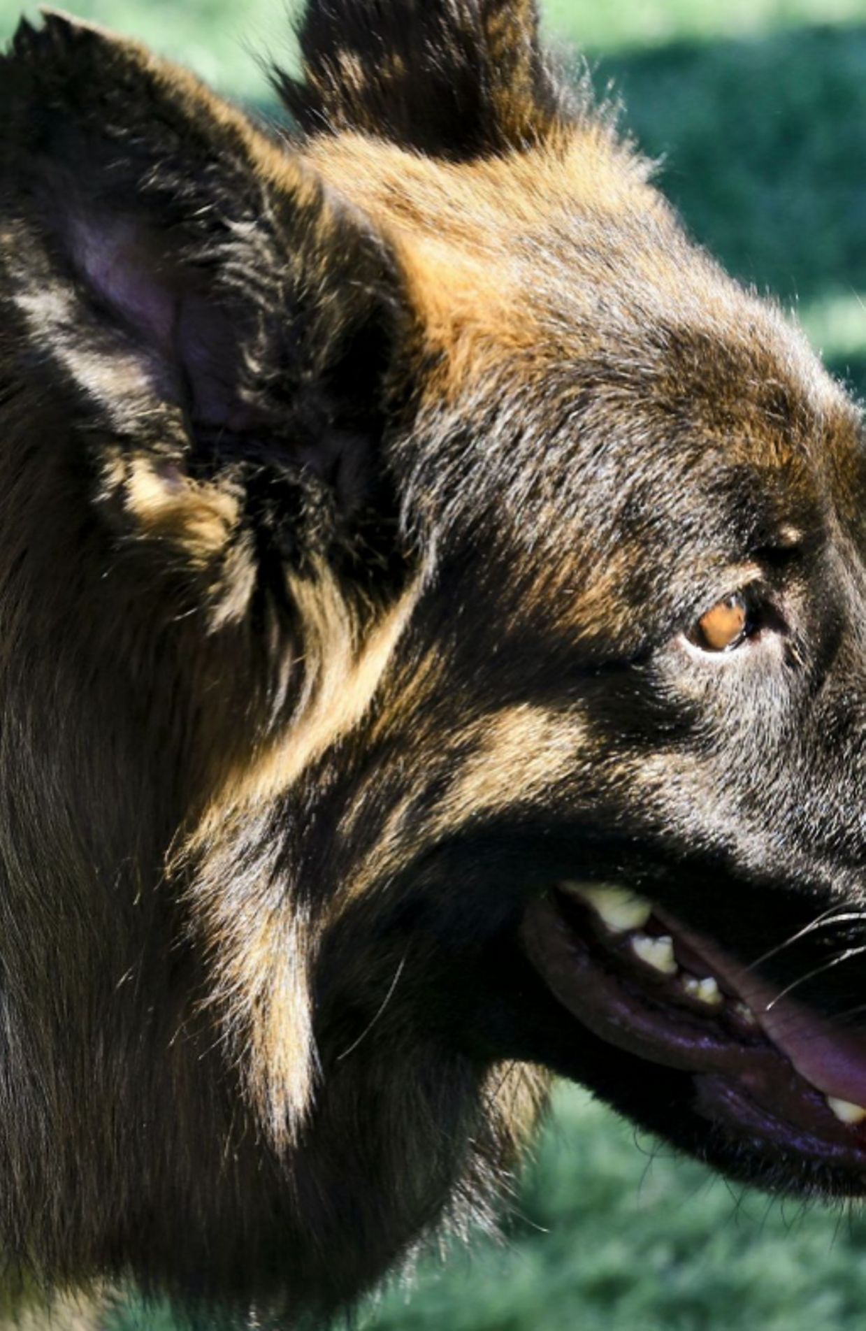 Des chiens renifleurs pour détecter le Covid : la défense y songe