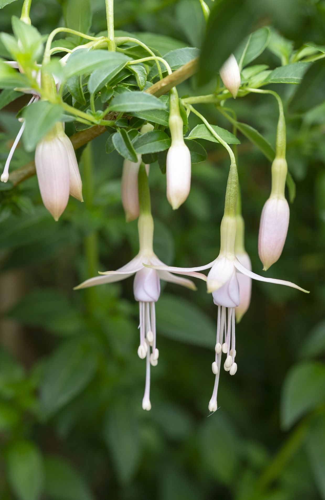Un jardin fleuri de mai à décembre grâce à ces 5 vivaces RTBF Actus — free download